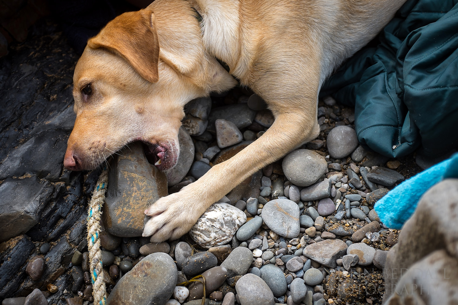 Closeup on Fujifilm X100S of my dog chewing a beach pebble