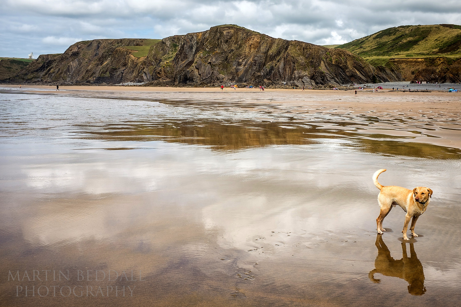 Dog porrait on the Devon beach