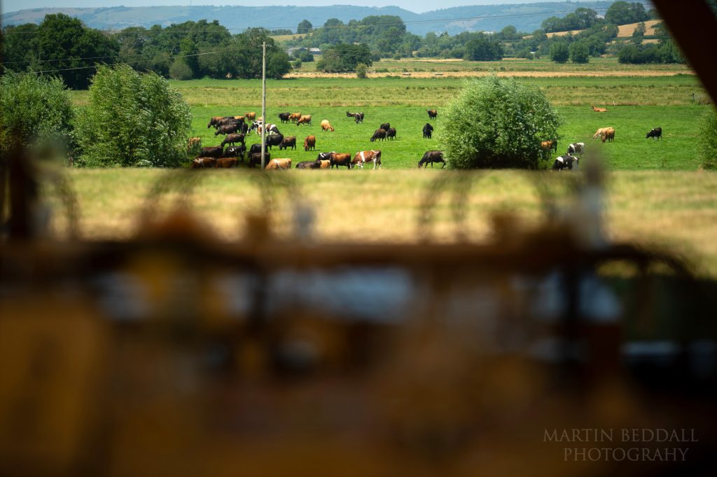 Couple's herd in the next field at Glastonbury wedding